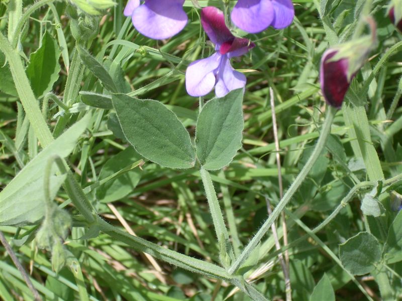 Lathyrus odoratus / Pisello odoroso